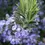 Миниатюра: Розмарин (Rosmarinus officinalis)