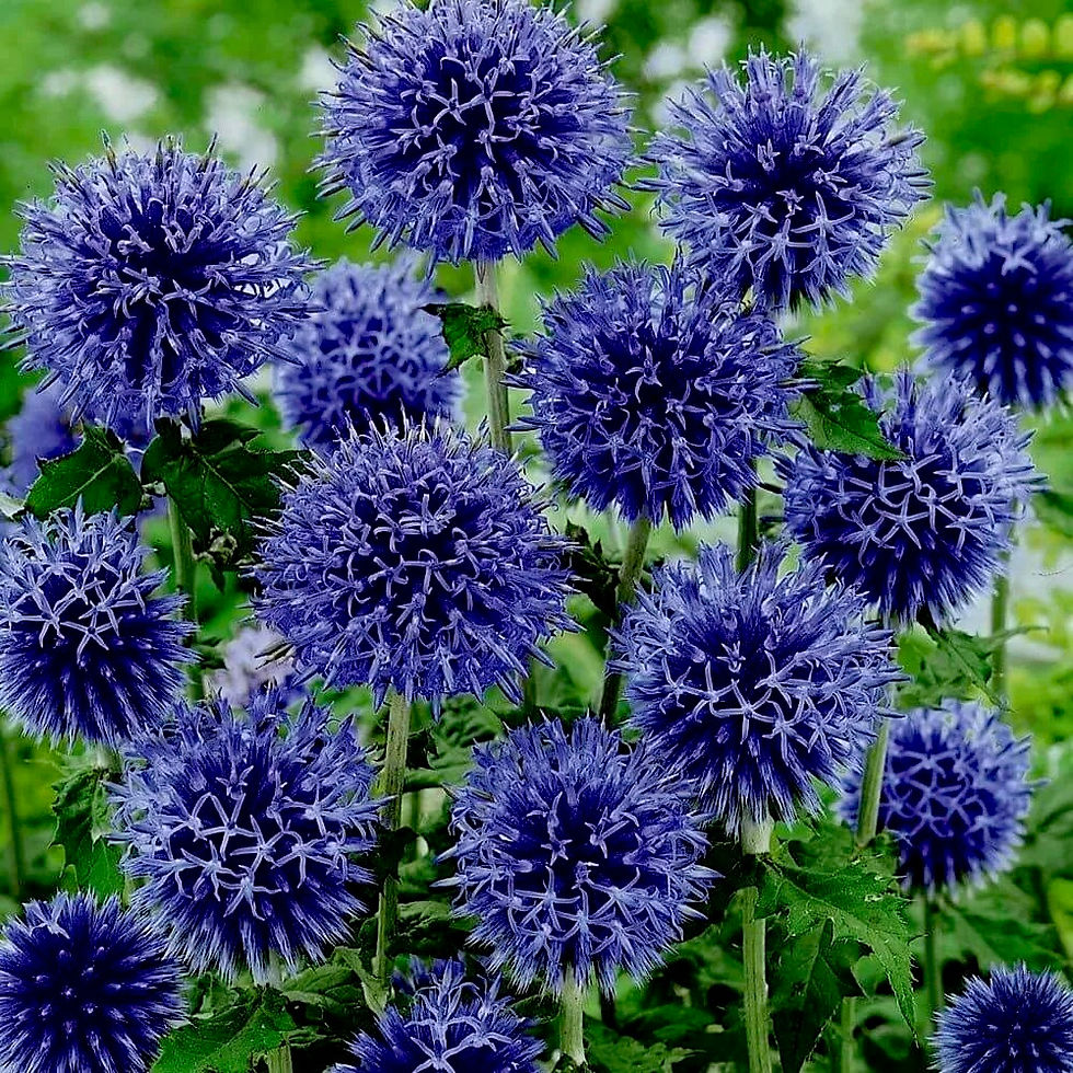 Миниатюра: Мордовник Глоб Тистл (Echinops Globethistle)