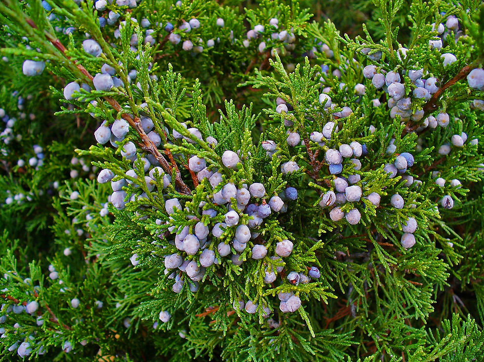 Миниатюра: Можжевельник казацкий (Juniperus sabina)