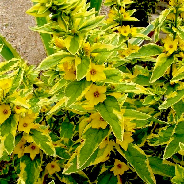 Вербейник точечный Голден Александр (Lysimachia punctata Golden Alexander)
