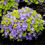Миниатюра: Кампанула Жених Гарганский (Campanula garganica)