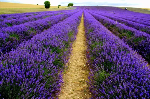 Лаванда узколистная Дварф Блю (Lavandula angustifolia Dwarf Blue ...
