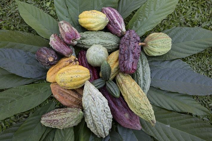 Cacao
