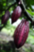 Cacao