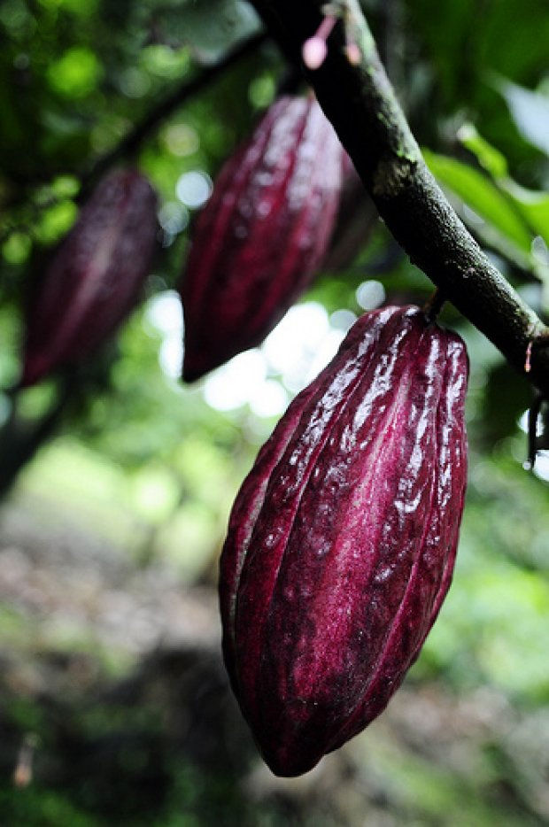 Cacao