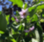 Eggplant flowers