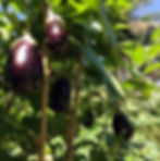 Eggplants a beaudie_lo