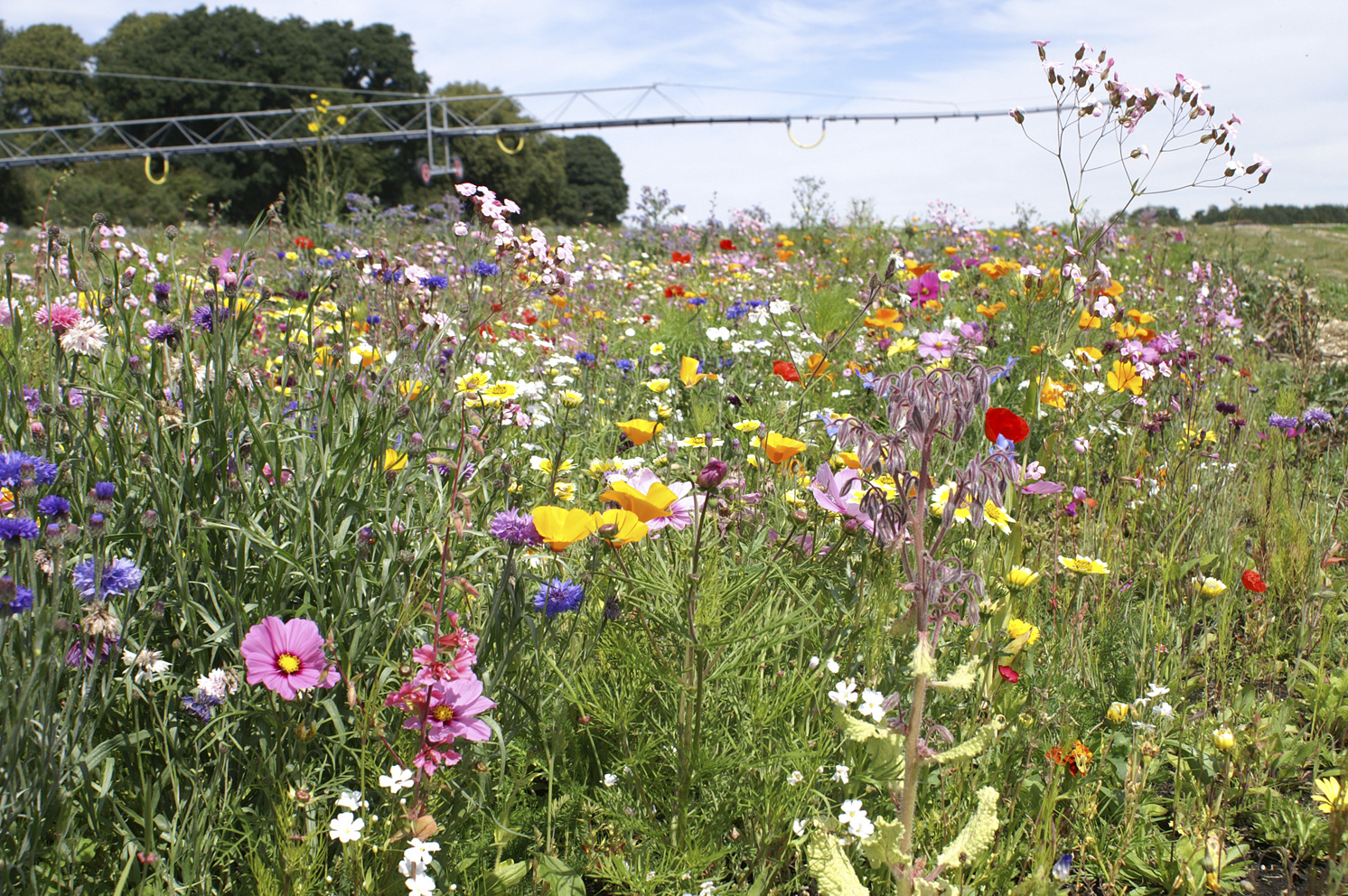 Premium grade wildflower seeds