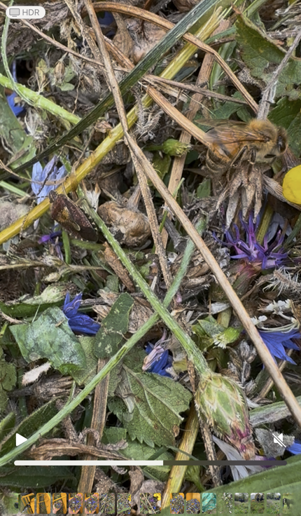 Shield Bug (left) & Bee (right)