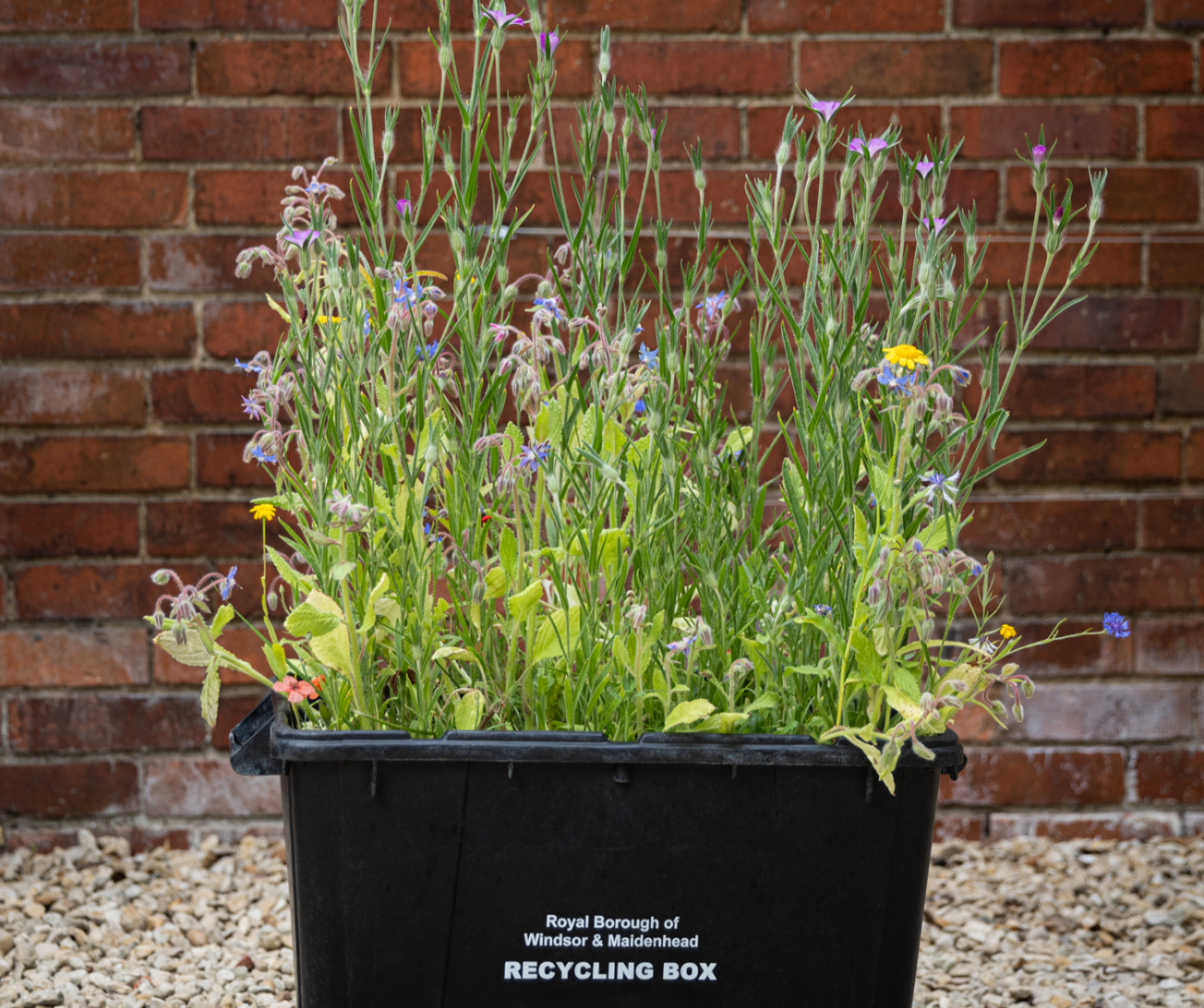 Wildflower Selection for Web-2_edited_edited_edited.jpg