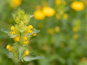 Yellow Rattle: The Return of the “Meadow Maker”