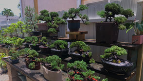 Bonsai Nursery | Bonsai Adventure | Miami
