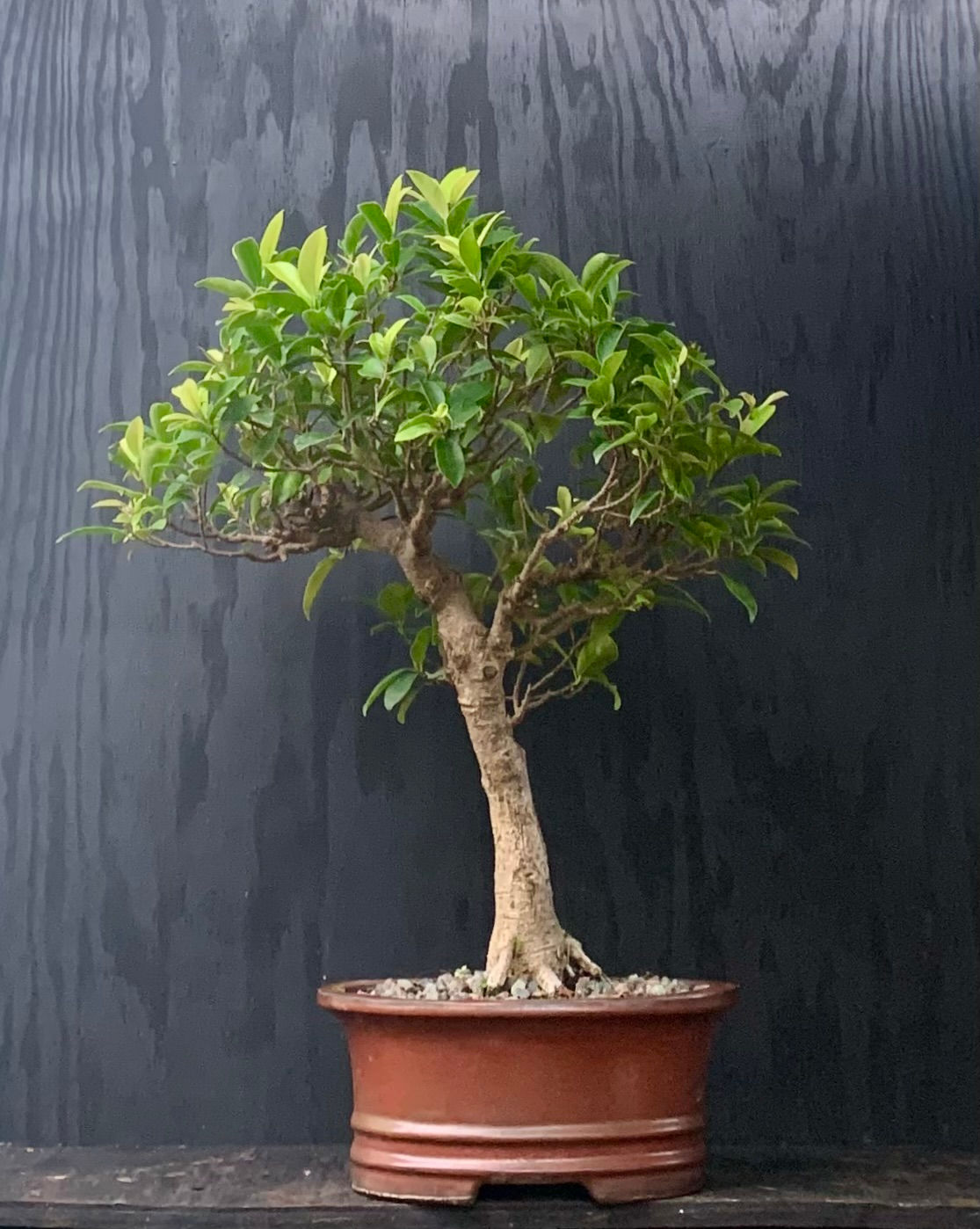 Ficus Tigerbark (019)