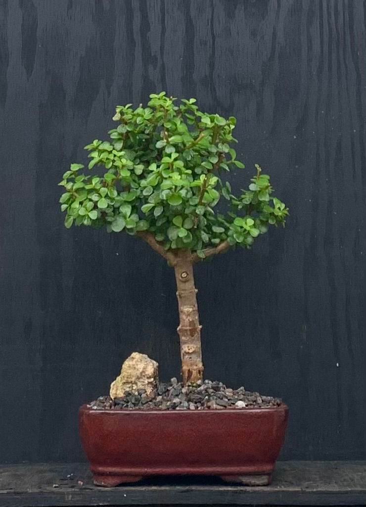 Jade (040)