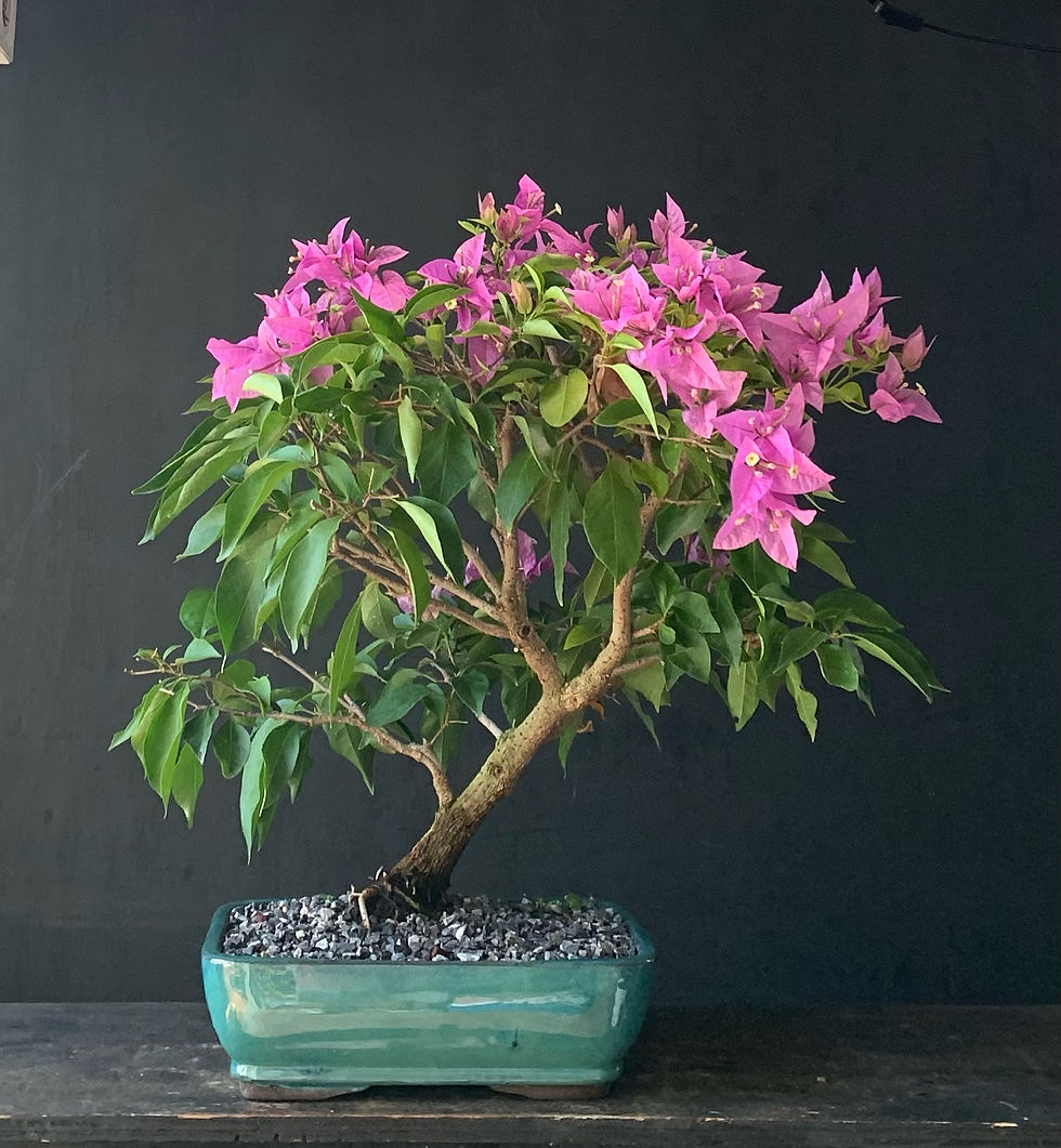 Bougainvillea(035)