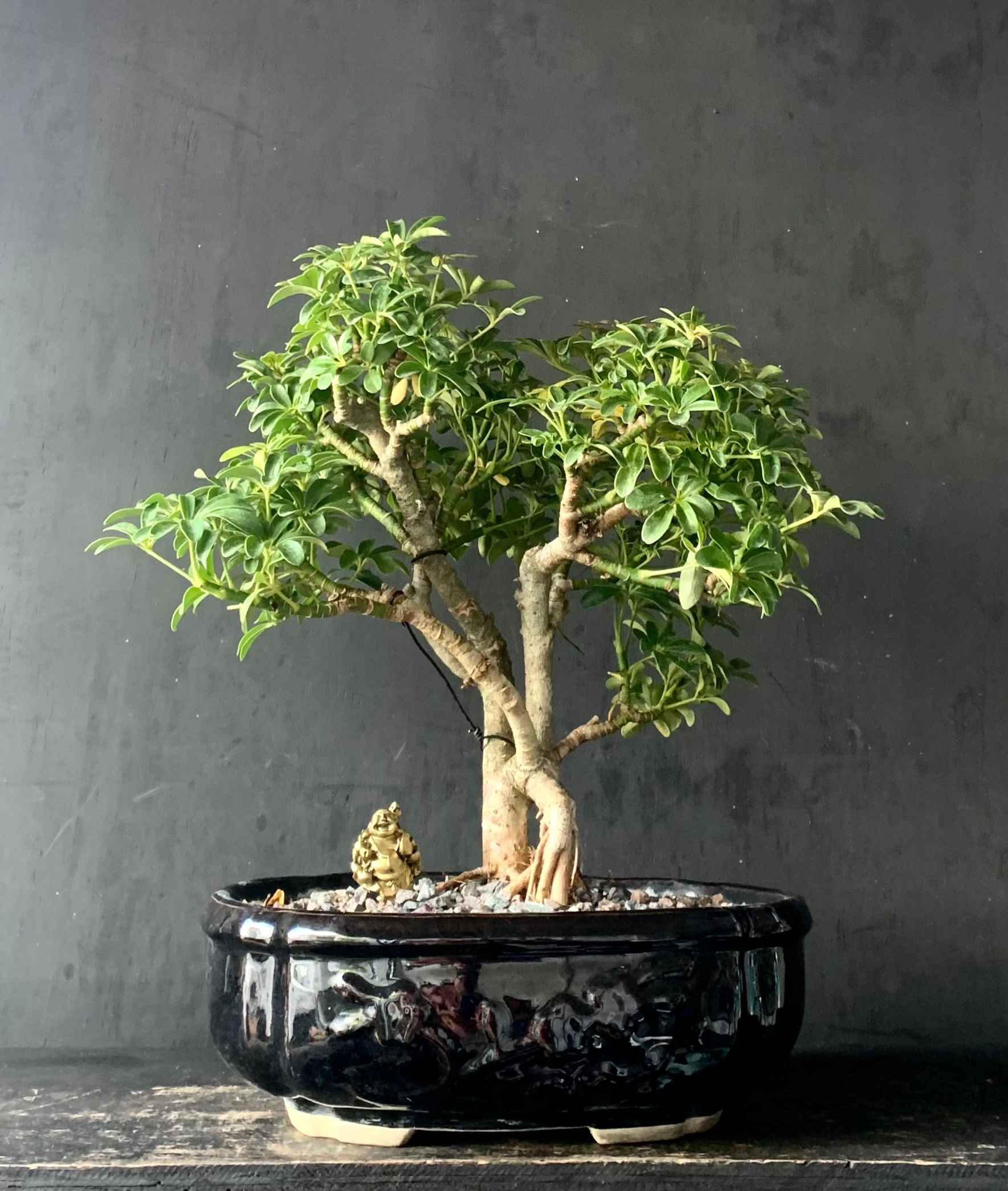 Hawaiian Umbrella(035)