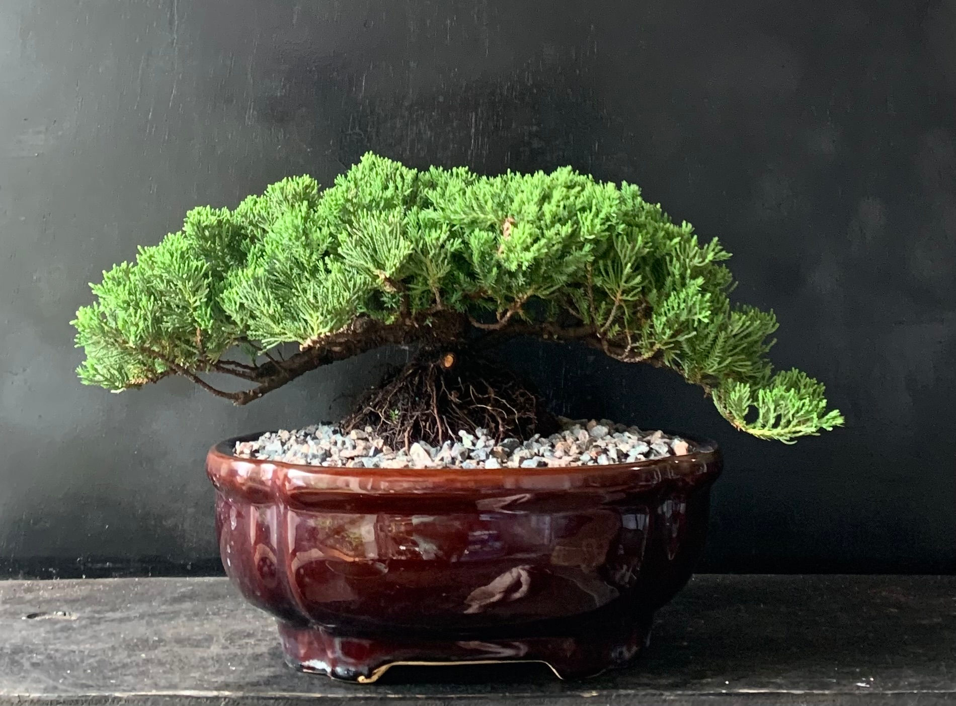 Juniper (002)