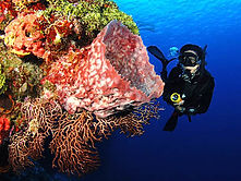 Scuba diver very close to a Cozumel wall reef diving in cozumel with scuba total cancun