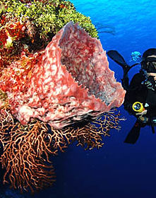 Buceadora haciendo buceo en cozumel arrecifes