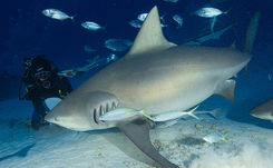 A scuba diver in Cancun observes a majestic bull shark surrounded by a swirling school of smaller fish.