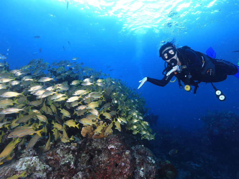 Outside reefs a scuba girl close to a reef ,full of yellow fishes in cancun ,mexico