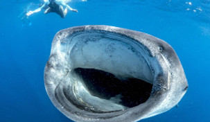 A whaleshark with open mouth close to a snorkeler