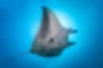 manta ray swimming to te surface
