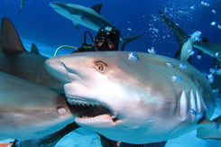 A group of bull sharks swims over a vibrant coral reef in Cancun, with the closest shark displaying its sharp teeth in an open mouth.