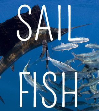 Pez vela cazando sardinas en el océano de Cancún