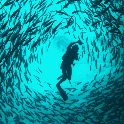     A diver is immersed in a swirling school of barracudas at Sipadan's Barracuda Point, creating a captivating underwater spectacle.