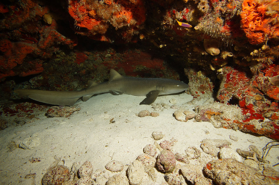 nurse shark scuba total in cancun