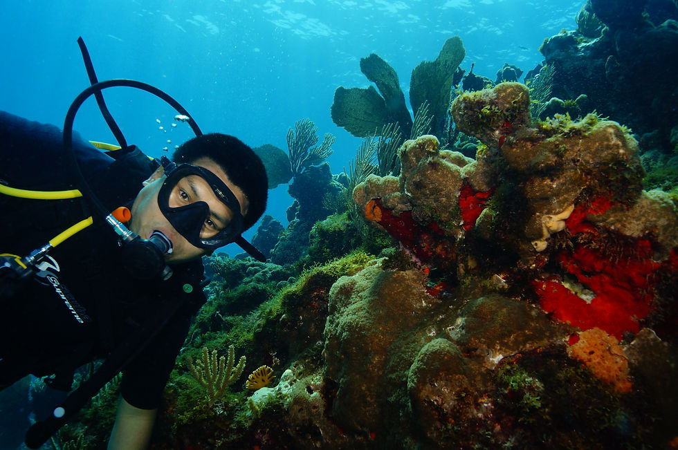 Scuba diver in black gear swims near colorful coral reef, with clear blue water and marine plants in the background.