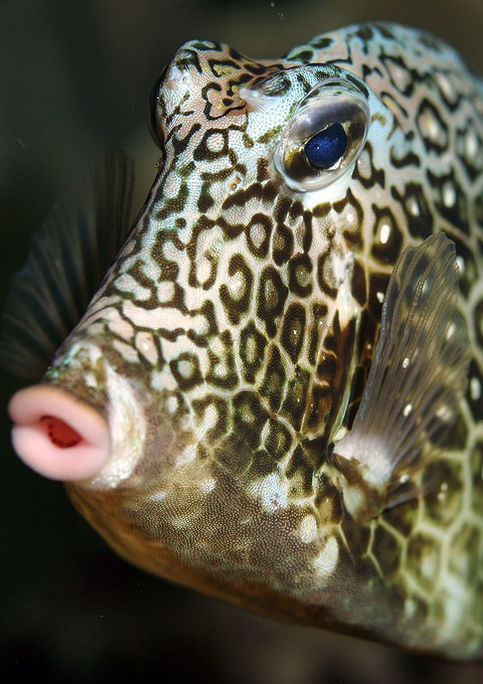 Un pez cofre en el océano durante una inmersión nocturna en Cancún mientras buceaba.