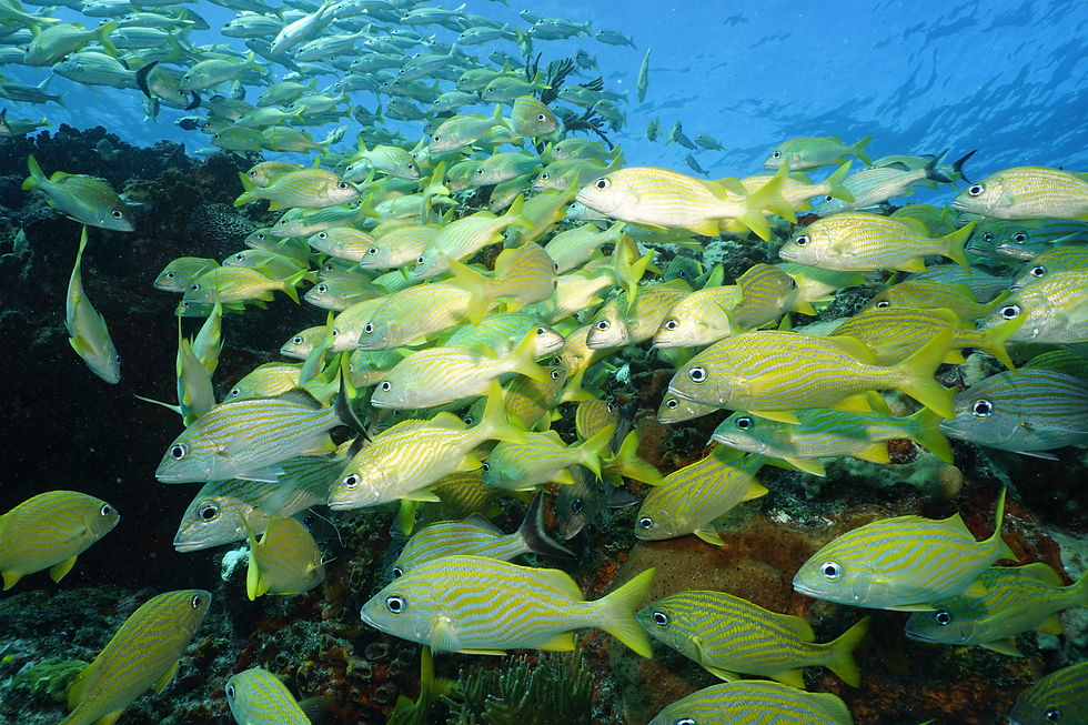 High angle view of a vibrant shipwreck surrounded by marine life