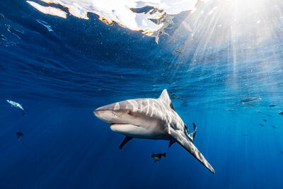 Shark swims in clear blue ocean, sunlight beams through water. Smaller fish surround the shark. Calm, serene underwater scene.