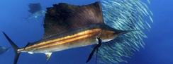 A scuba diver in Cancun observing a majestic Sailfish hunting its prey in the clear blue waters of the Caribbean Sea.