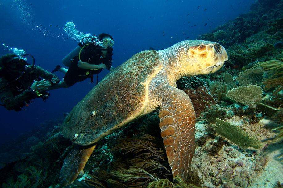 Buceadores nadan junto a una gran tortuga marina sobre un arrecife colorido en aguas azules. Burbujas de aire flotan hacia la superficie.