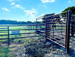 Cow 4_edited_edited.jpg