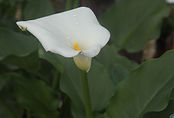 matin Fleur 