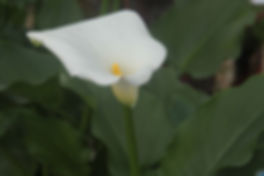 mattina Fiore
