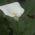 White Calla Lily