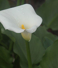 Morning Flower