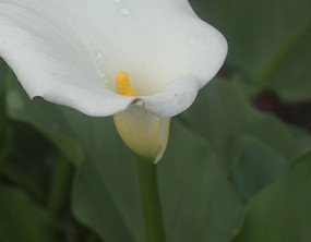 Morning Flower