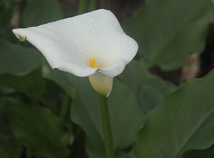 Morning Flower 