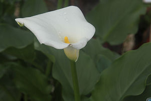 Morning Flower