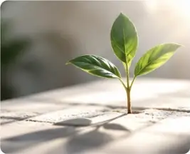 Small green seedling growing in soft natural sunlight