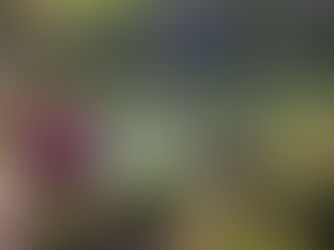 How Koi Gardens inspire me as a Composer