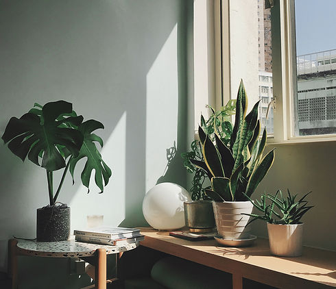 Terada Plants Interior Plant Styling Rep