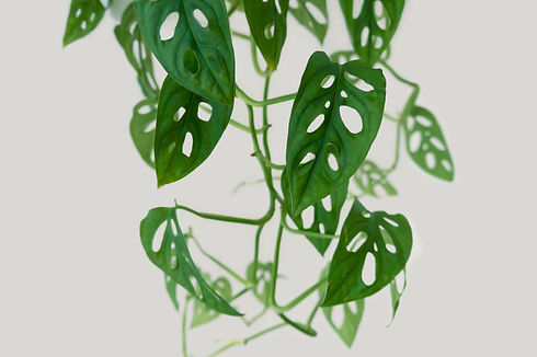 Terada Plants Interior Plant Styling Repotting Services Home Decor High End - Cheese Plant