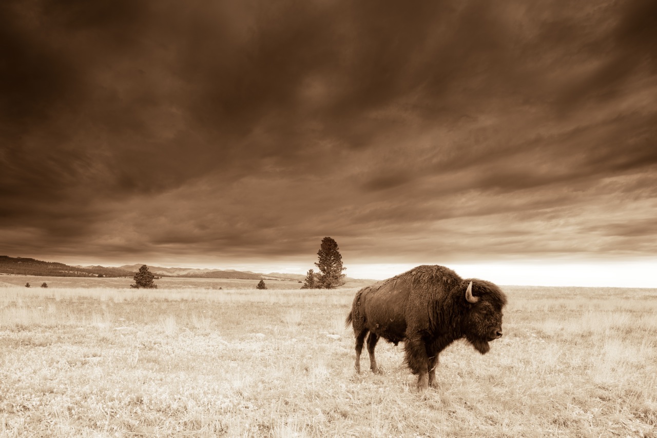 Talisman - Custer State Park